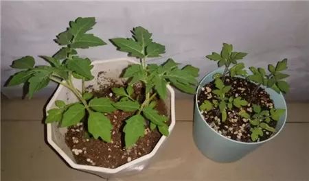 土壤和阳光， 花儿的粮食