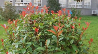 移栽时间，得堪季节