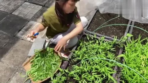 蔬菜种植的挑战