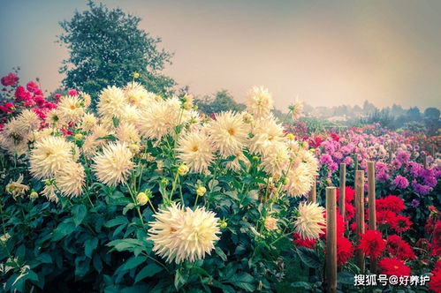 草花卉的五彩斑斓世界