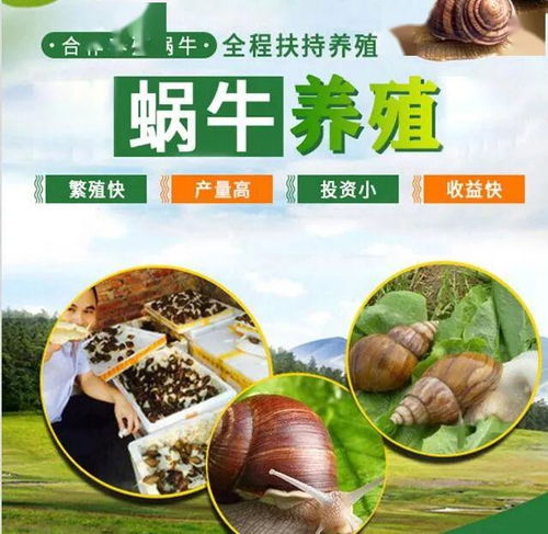 养蜗牛需要准备哪些必需品和适宜环境