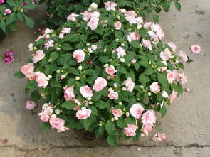 矮牵牛与凤仙花：小空间里的风景线