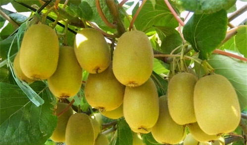 猕猴桃：营养价值高，吃了一个还想吃一个