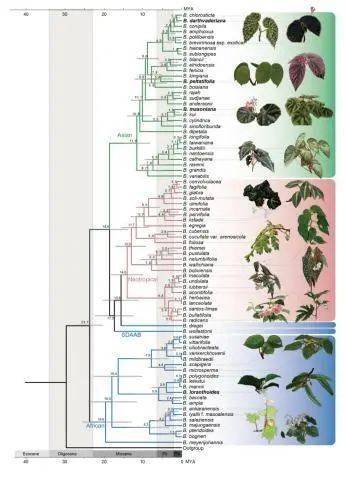 金弹子雌雄同株的生态特点如何影响其演化机制
