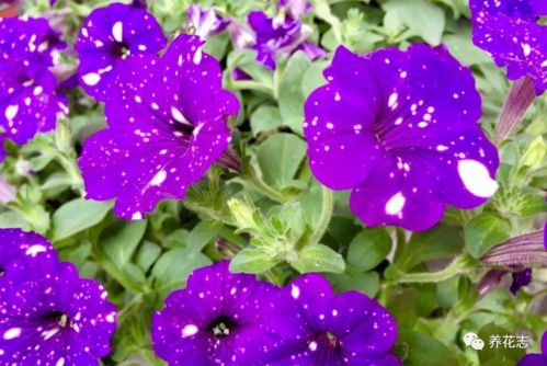 家里适合种植的花卉