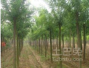 啥是国槐？它是乔木还是苗木？