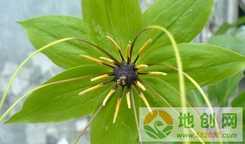 气候异常时的应对策略