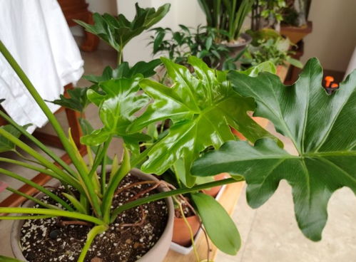 肥料选择：让翠云草绽放生机