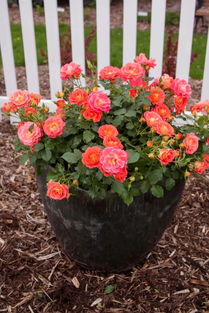 如何让微型月季小伊甸园花开梗艳丽？