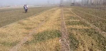 防范措施， 确保葡萄健康成长