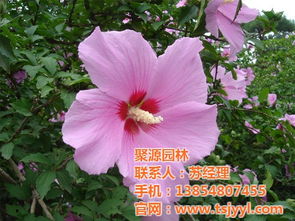 木槿烂根了怎么挽救？有哪些有效处理方法