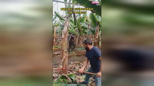 怎样把小酸枣树干掉？