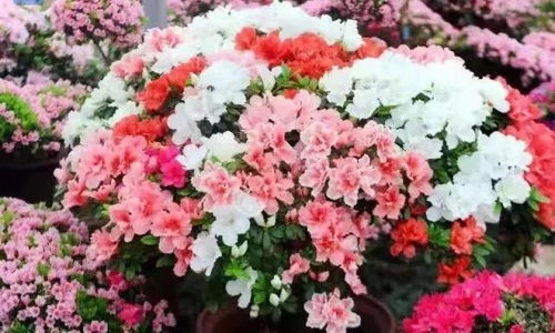 乱七八糟的花卉名称