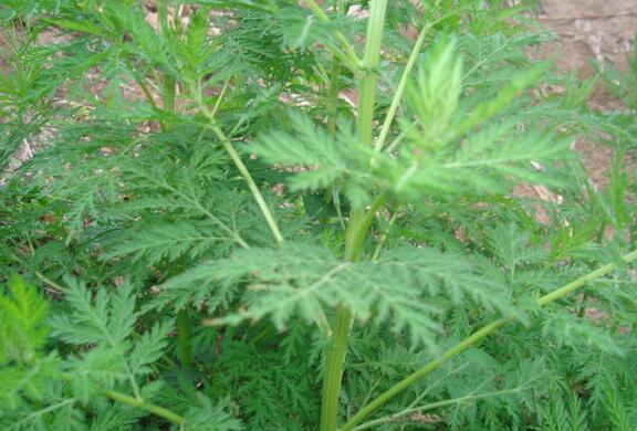 杉树的种类大盘点