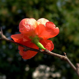室内养护， 温暖过冬