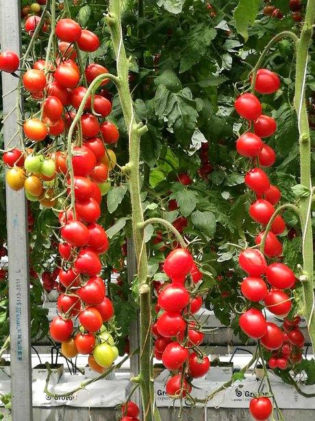 樱桃种子发芽小技巧， 让你种植不再烦恼