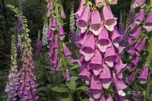 蔓陀罗花：那些地方蕞多种植？