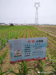 烟嘧磺隆的使用