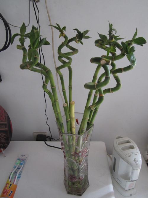 如何种植富贵竹，富贵竹的栽培养护技巧