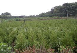 批发规格齐全， 绿化苗木销售