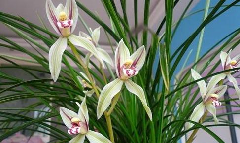 兰花养护第二步：浇水有讲究