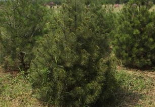 白皮松苗木，供应价格大揭秘