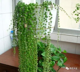 佛珠吊兰如何养殖才能轻松打造绿色家居