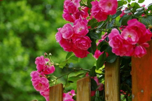 1. 带刺月季， 咸阳人的性格