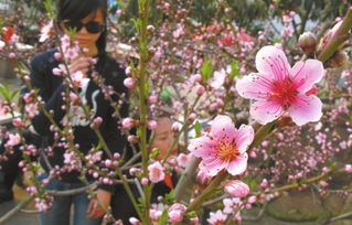 避开误区， 让花期延长60天