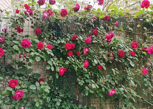 花姿美丽， 四季常开——软香红月季的惊艳魅力