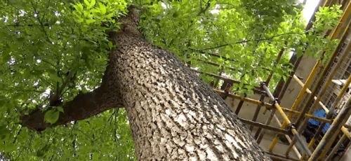 香樟树种子形态不一的奥秘