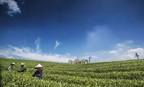 雅安茶农， 套种白三叶