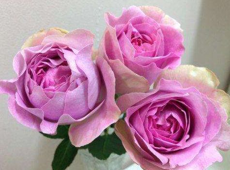 白色伊芙伯爵月季的花期揭秘