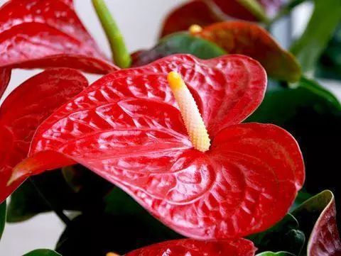 红掌花枯萎了怎么办？家养红掌花有哪些技巧可以避免