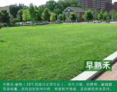 早熟禾：耐寒耐旱的守护者