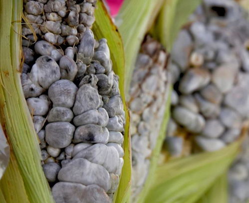 树木花草软件的神奇之处