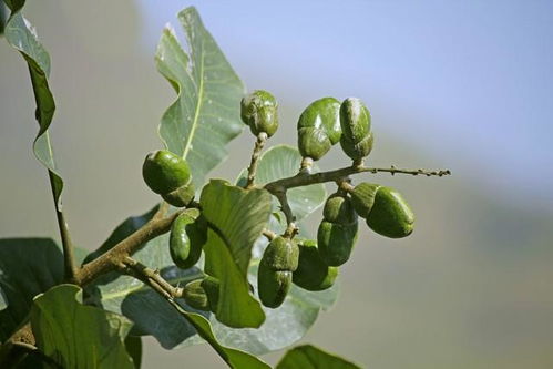 种子发芽前的处理