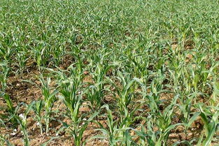 大葱Zui佳播种期及防范病害