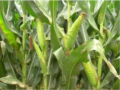 雌雄同株品种筛选