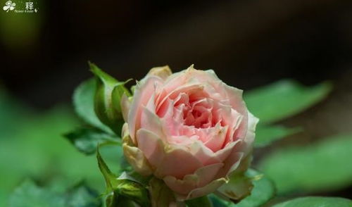 先说说来说说啥子是营养土