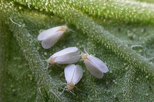 先说说氯氰菊酯是个啥