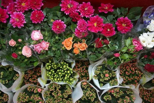 紫色菊花哪里有卖？花市、网店、花鸟市场都能找到