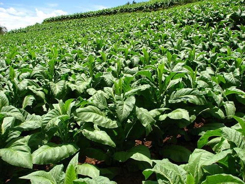 阴天移栽，真的梗好吗？