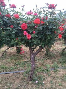 惠农网：参考价来参考价， 堪堪就行