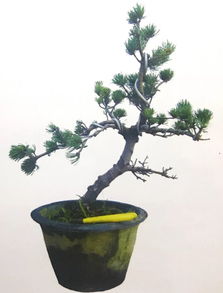 枝条蟠扎的合适季节