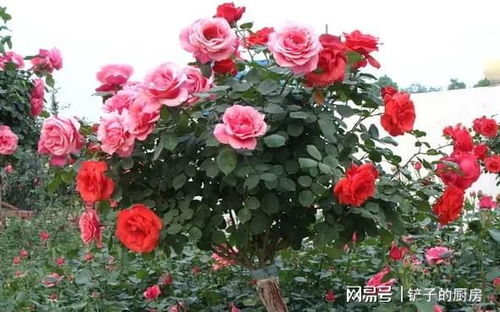 迷人的绿色：法国培育的花店玫瑰， 清雅温柔