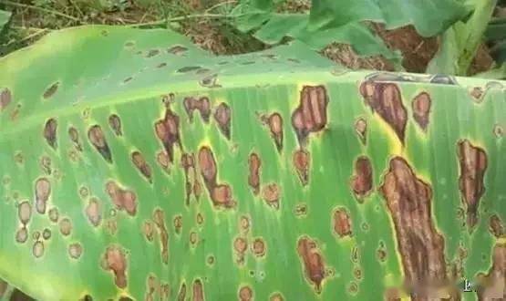 清水加小苏打， 喷喷kan效果