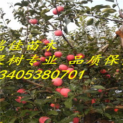 六倍利为何要假植？先拆分再揭秘