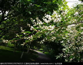 白花植物的应用特点