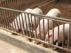 猪干撒式发酵床养殖，最佳生长温度18